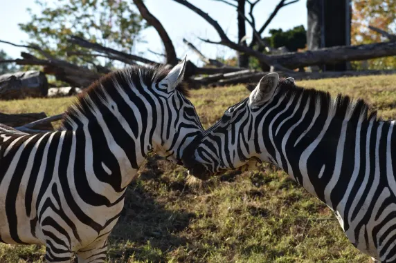 Casinia Casino Soporte